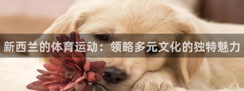 3377体育官网下载